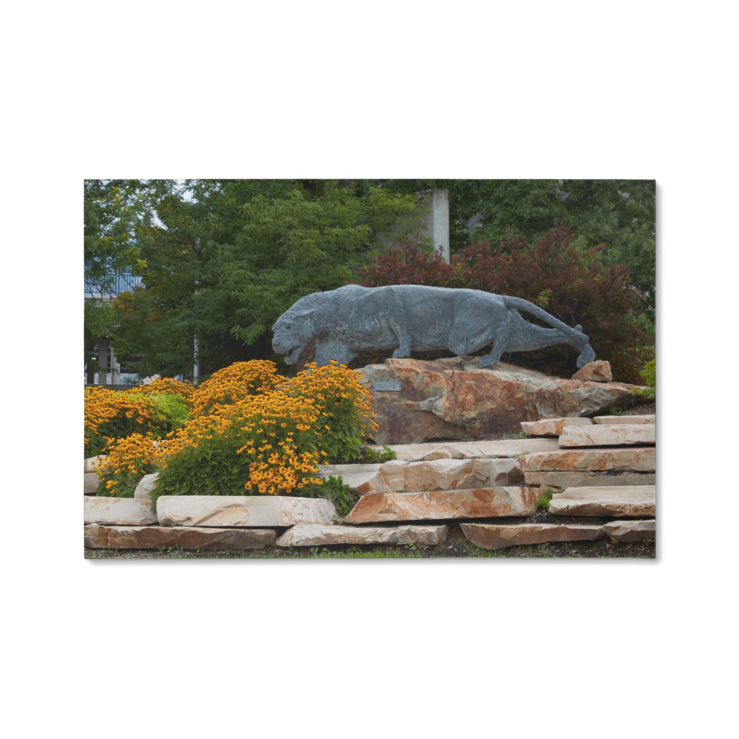 Canvas Wall Art - Statue of a stalking cougar outside the football stadium at Brigham Young University in Provo, city in the western state of Utah